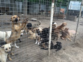 Animal Shelter "AOVA"