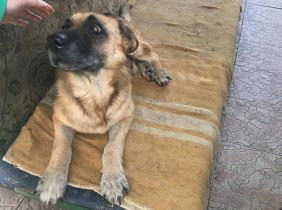 Din inima pentru azilul de animale "Laika"